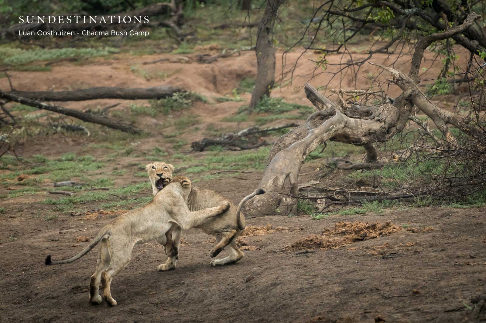 Lions at Chacma Play Fight Lions at Chacma Play Fight