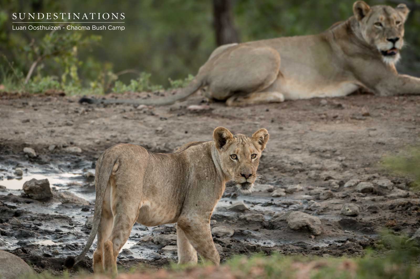 One of the Cubs of the Maseke One of the Cubs of the Maseke