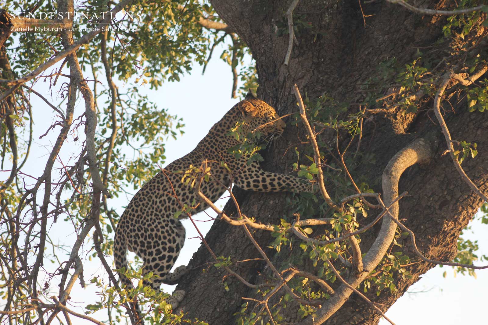 Dudley Riverbank Leopard Dudley Riverbank Leopard