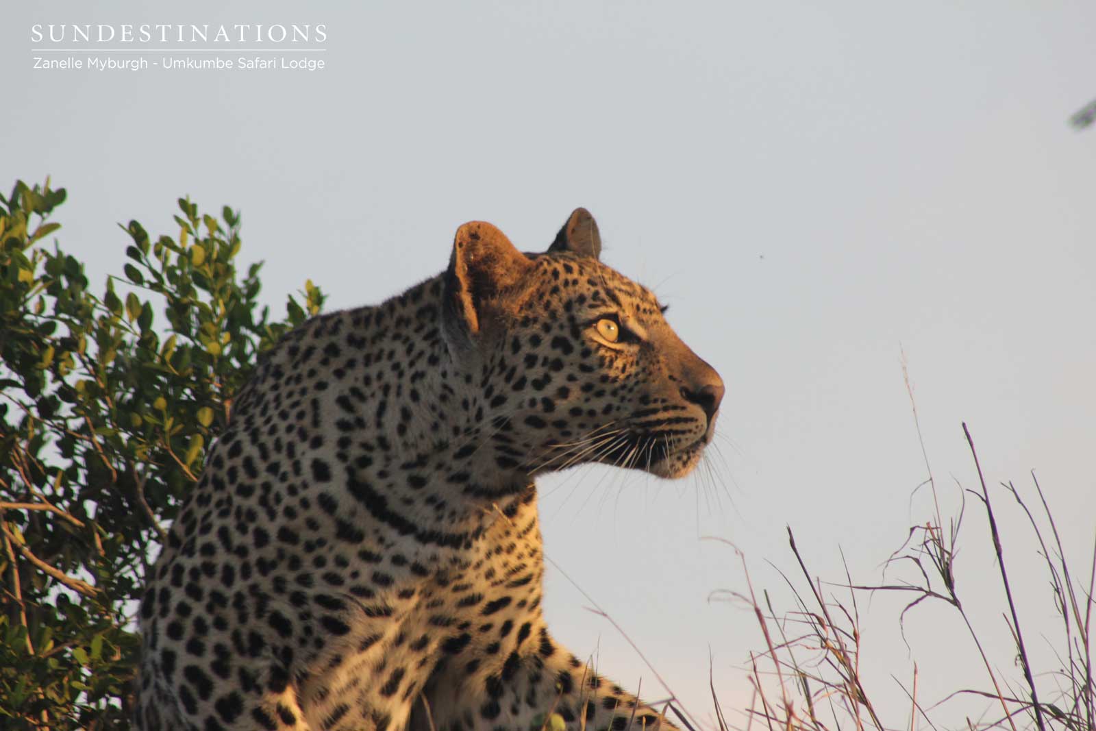 Dudley Riverbank Female Dudley Riverbank Leopard