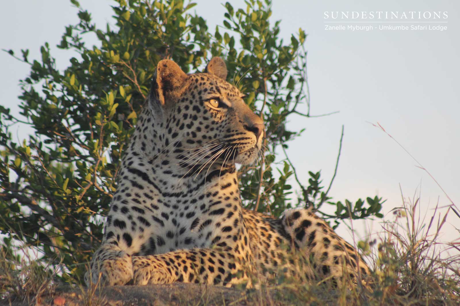Dudley Riverbank Leopard's Cub Dudley Riverbank Leopard's Cub