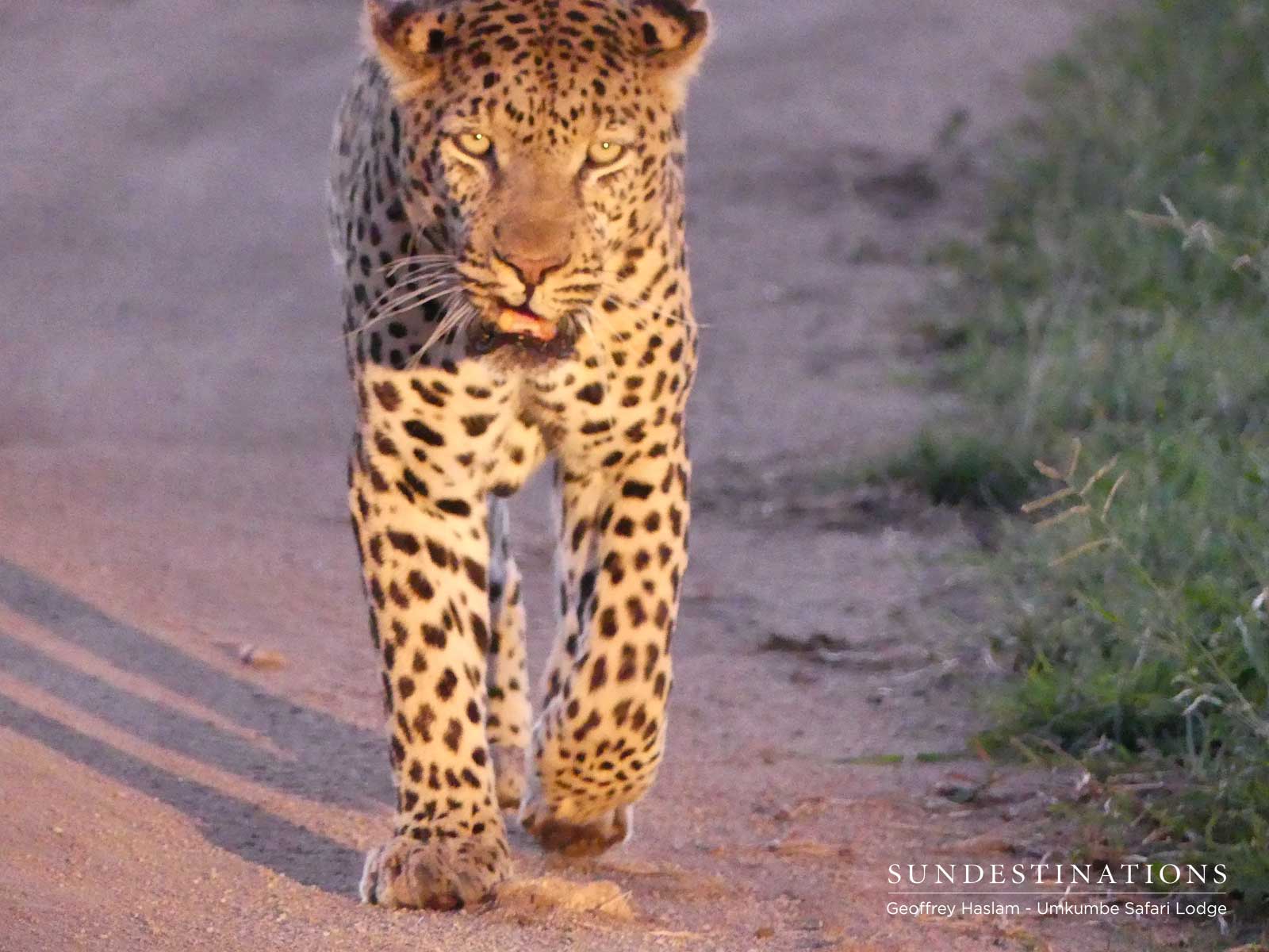 Inyathini Male Leopard Inyathini Male Leopard