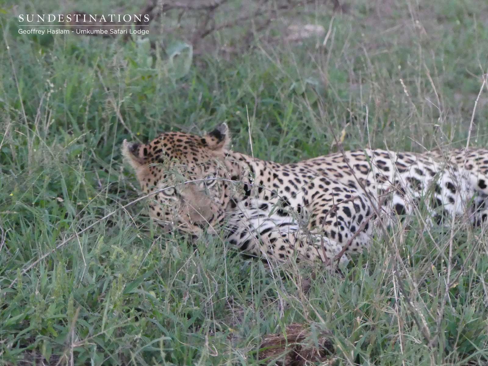 Inyathini Male Leopard Relaxing Inyathini Male Leopard Relaxing