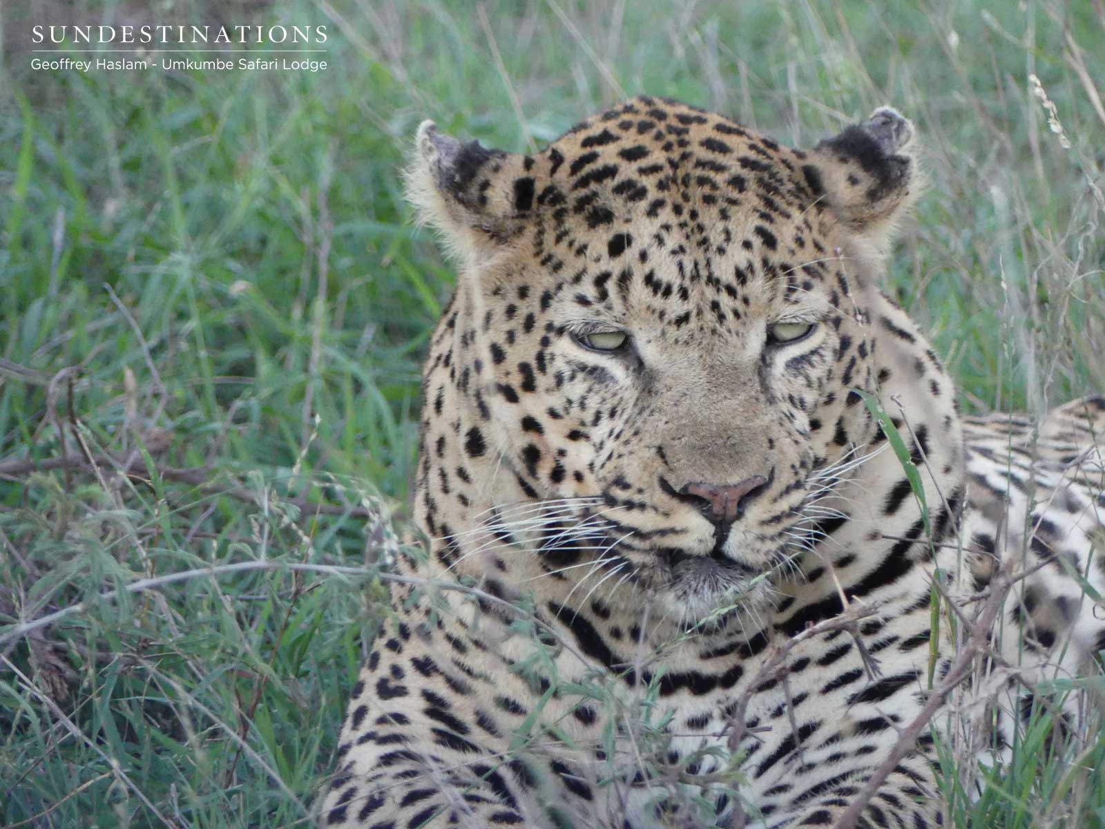 Inyathini the Male Leopard Inyathini the Male Leopard