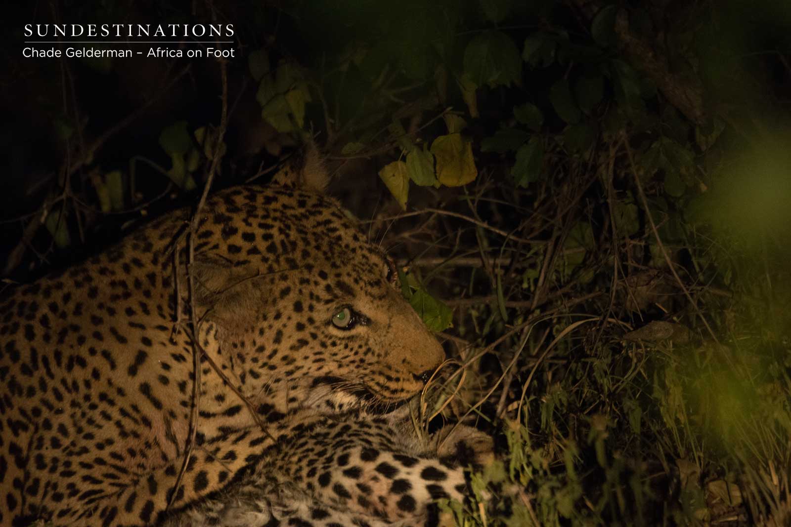 Leopard Killing Another Leopard Leopard Killing Another Leopard