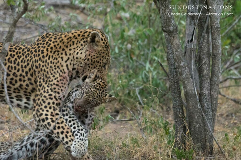 Male Leopard Killing a Leopard Cub