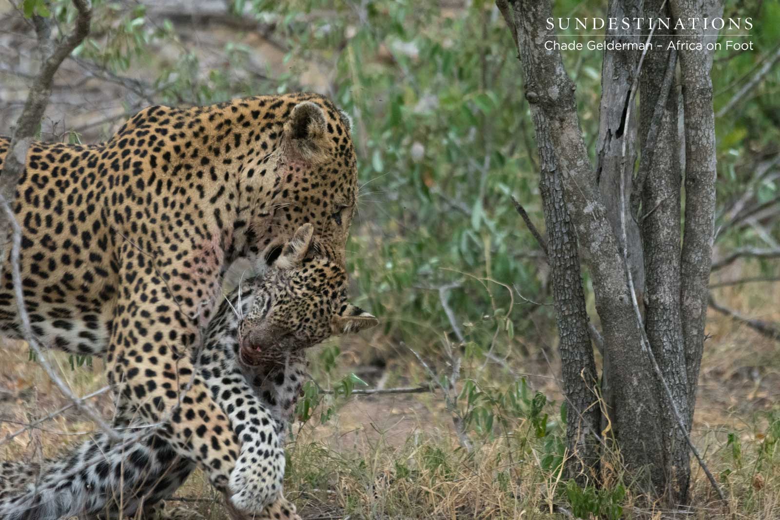 Male Leopard Killing a Leopard Cub Male Leopard Killing a Leopard Cub