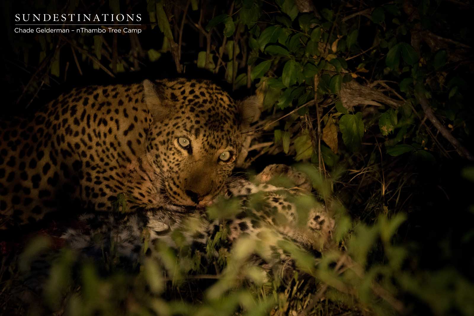 Male Leopard Killing Young Leopard Cub Male Leopard Killing Young Leopard Cub