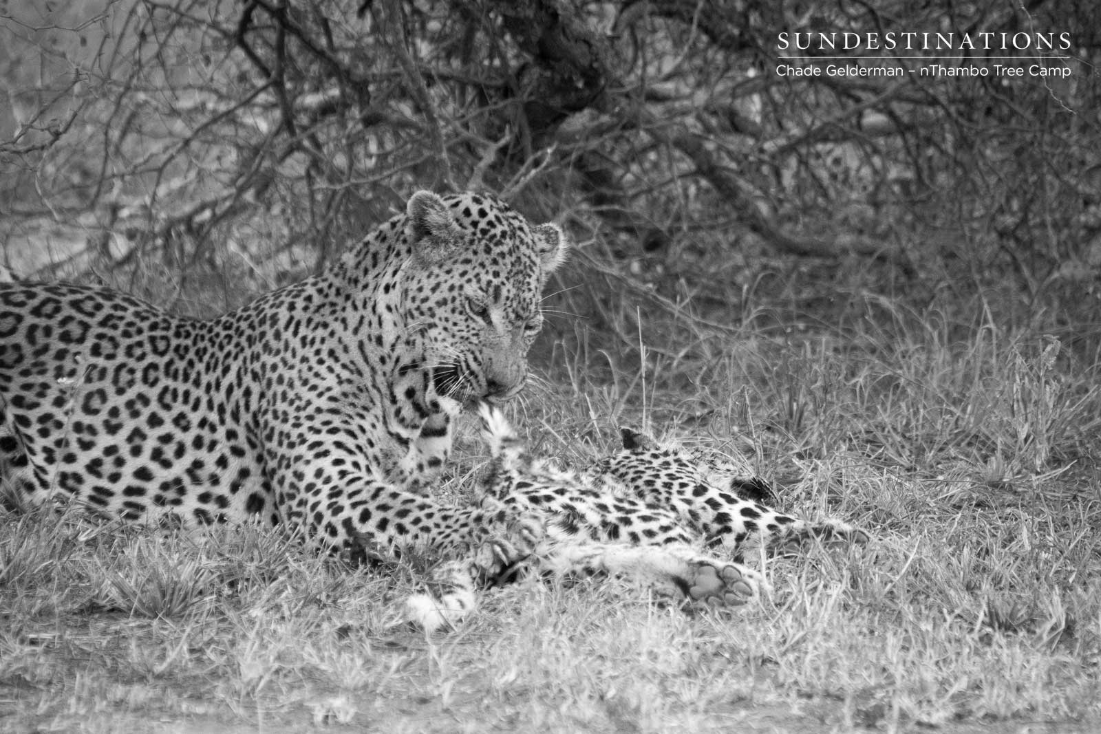 Leopard Warfare Leopard Warfare