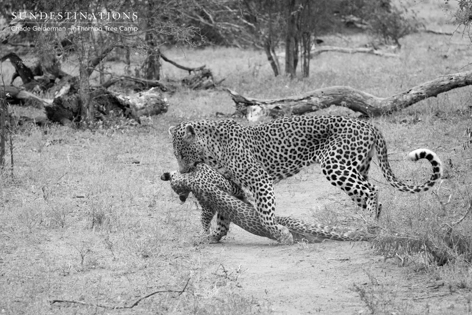 Leopard Dragging Cub Leopard Dragging Cub