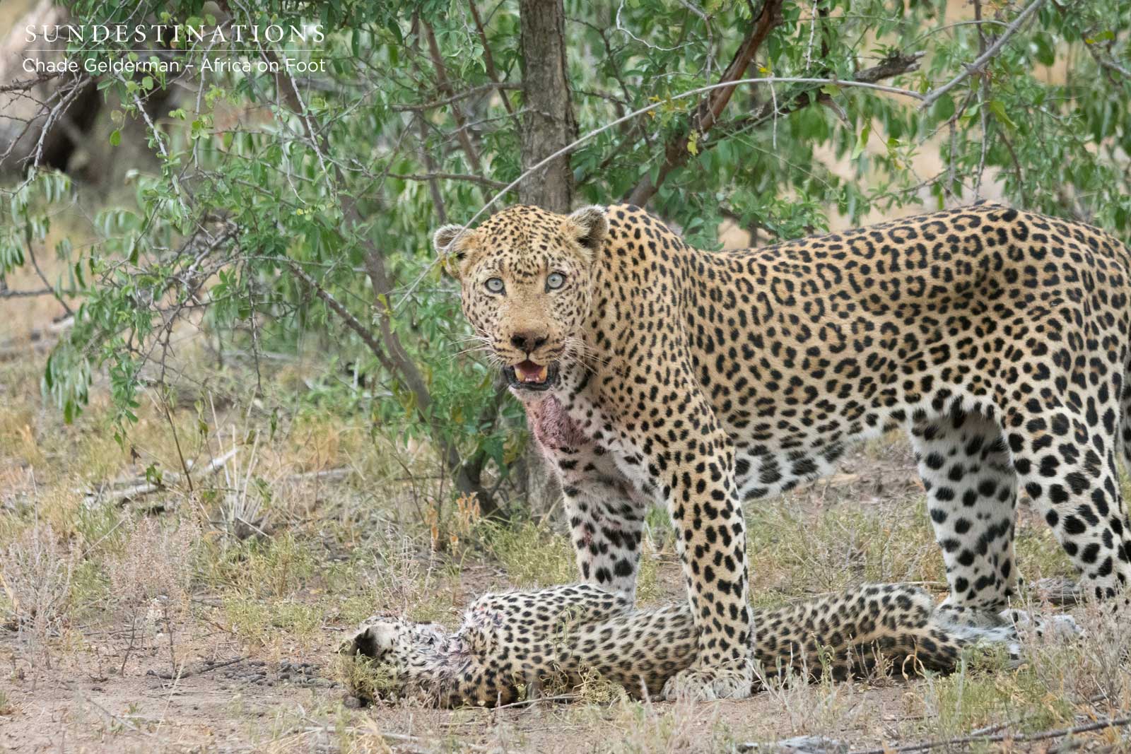 Leopard Killing Another Leopard Leopard Killing Another Leopard