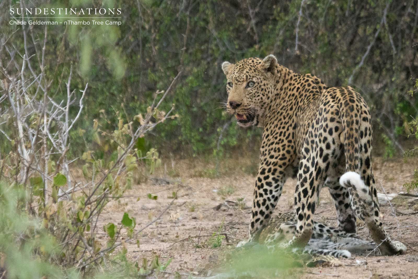 Male Leopard on Kill Male Leopard on Kill
