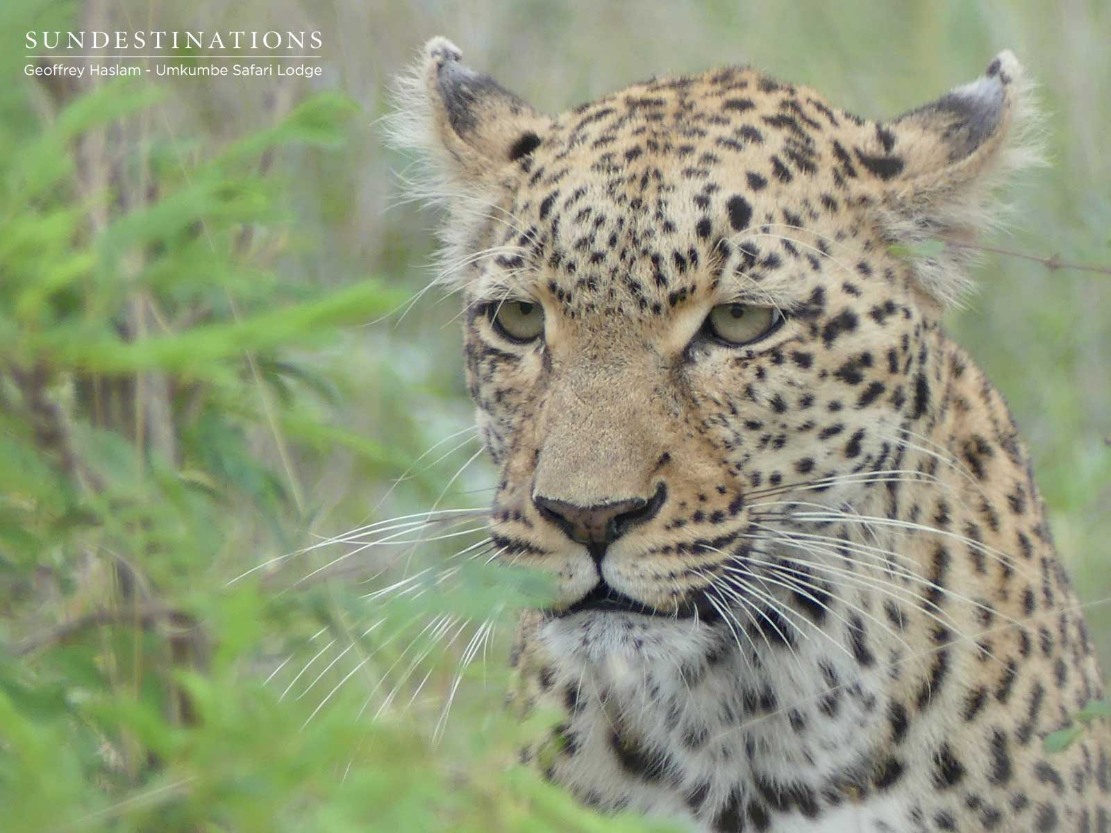 Little Bush Leopard Little Bush Leopard