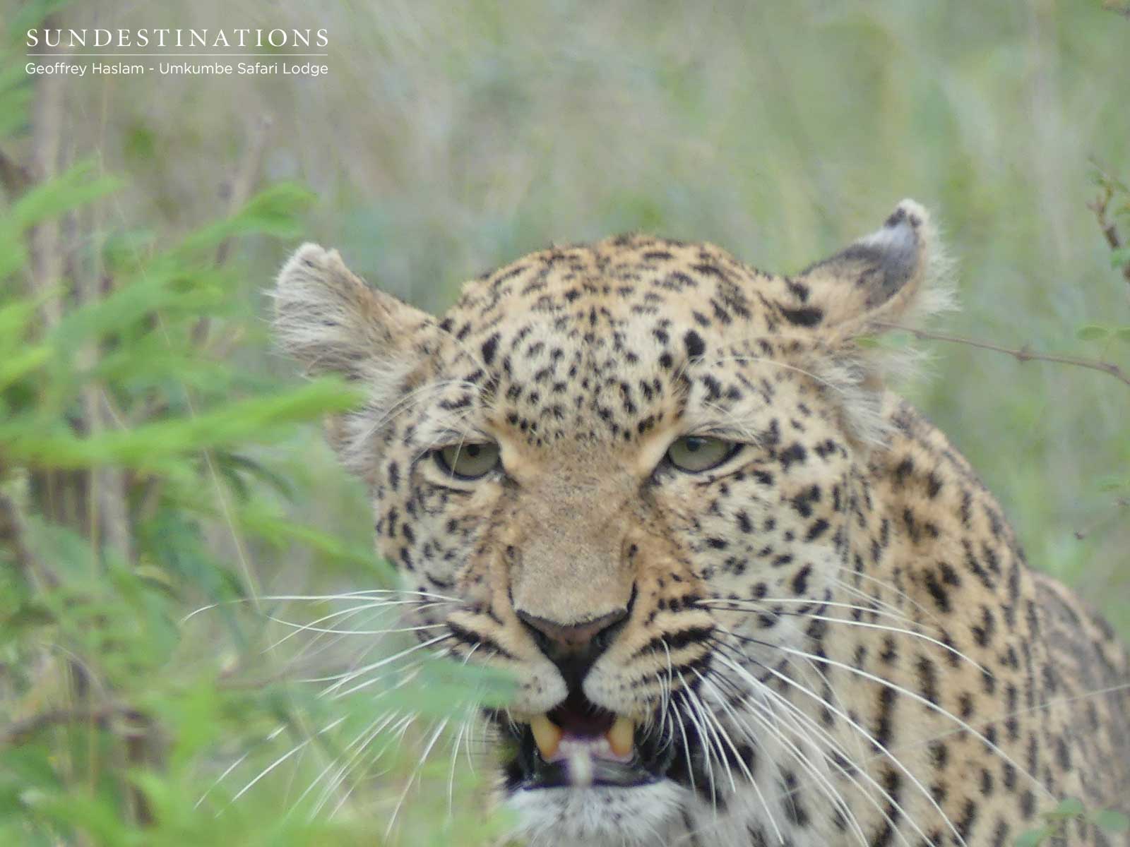 Little Bush Leopard in Sabi Sand Little Bush Leopard in Sabi Sand