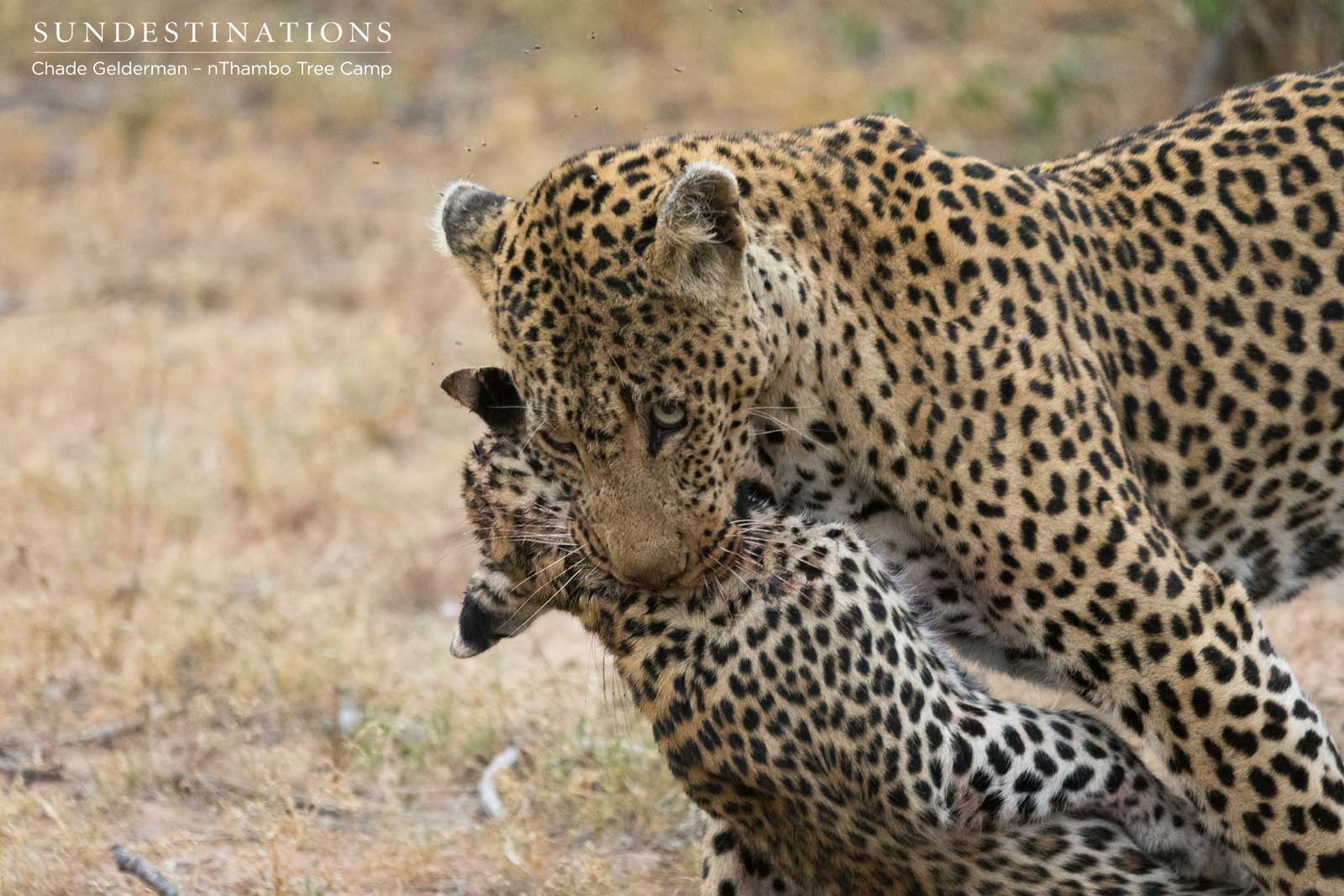 Leopard Kills Another Cub Leopard Kills Another Cub