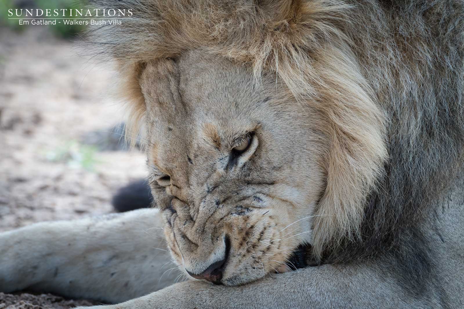 Mbiri Male Lion Mbiri Male Lion