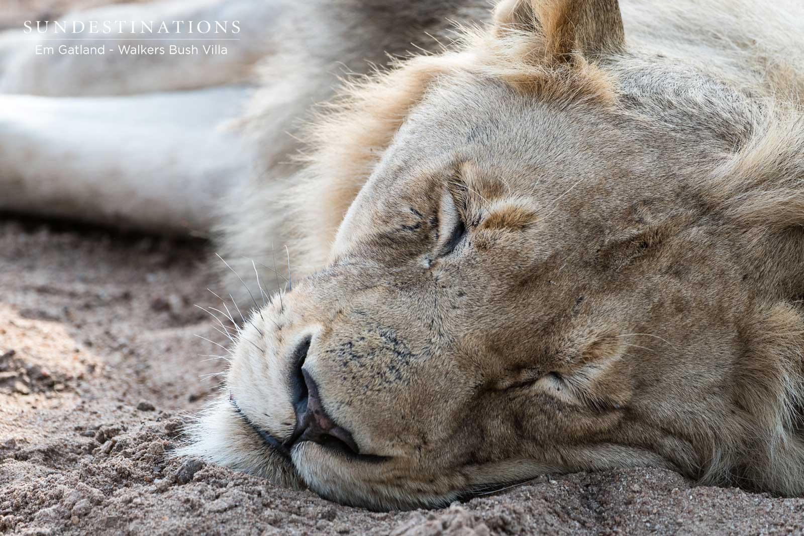 Male Lions Resting Male Lions Resting