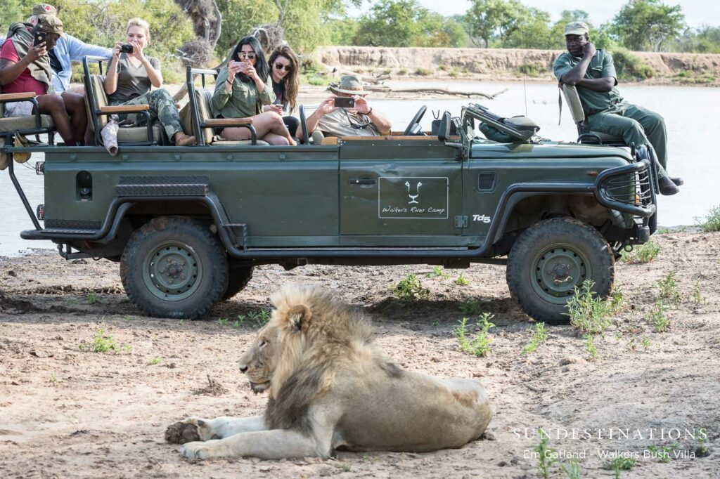 Lions - Mbiri Male Lions