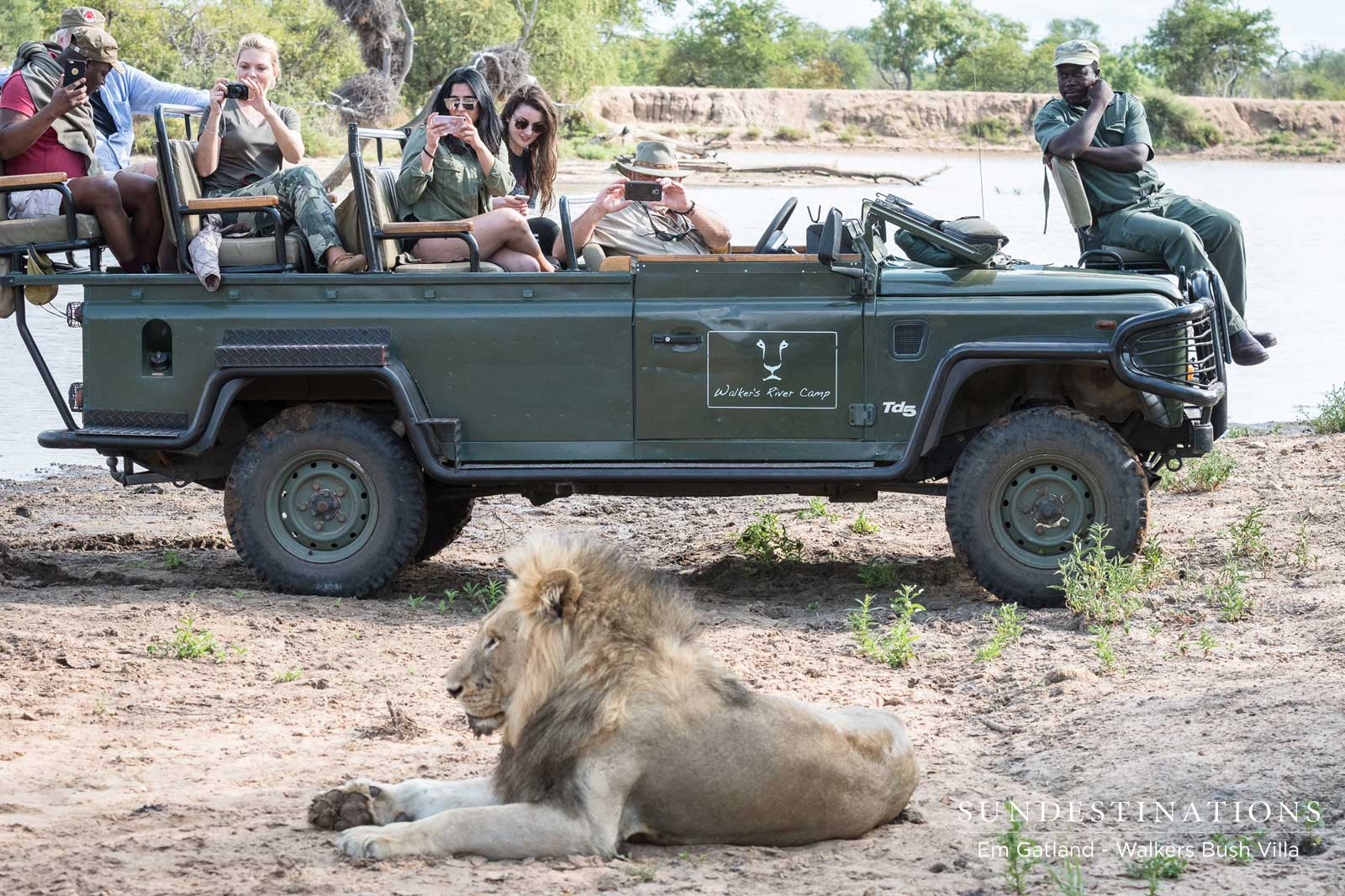 Lions - Mbiri Male Lions Lions - Mbiri Male Lions