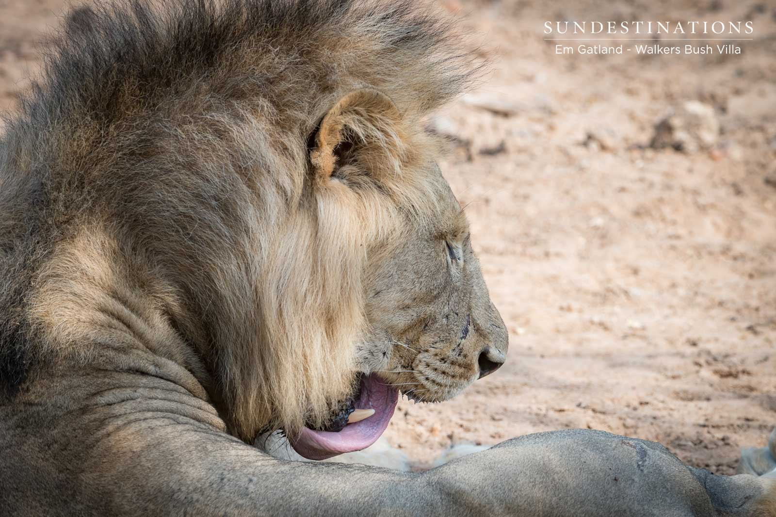 Mbiri Lions Preening Mbiri Lions Preening