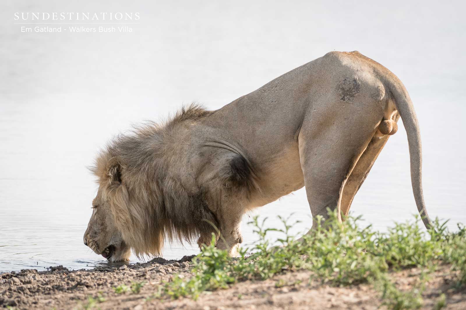 One of the Mbiris Drinking One of the Mbiris Drinking