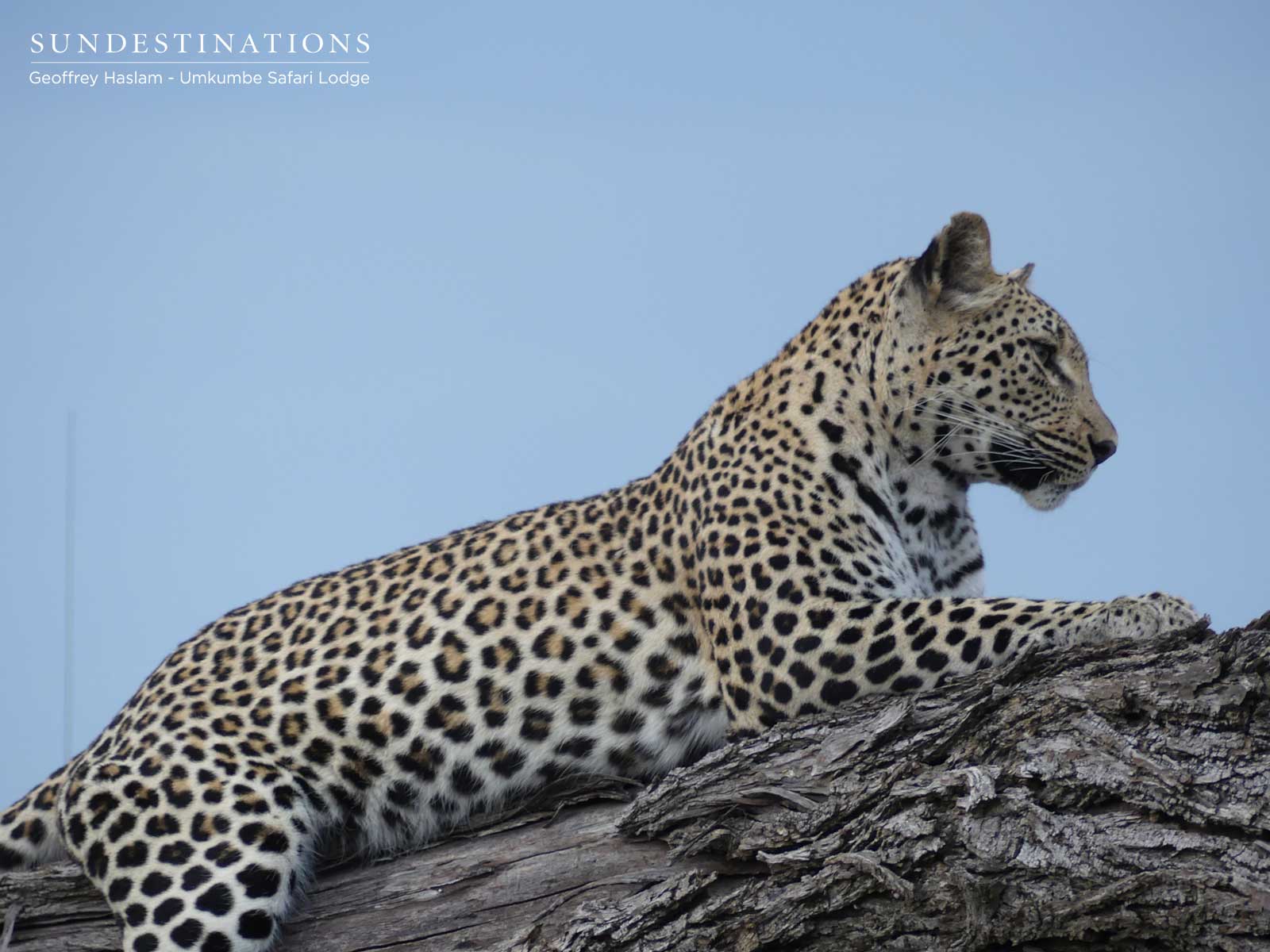 Natumi Leopardess Natumi Leopardess