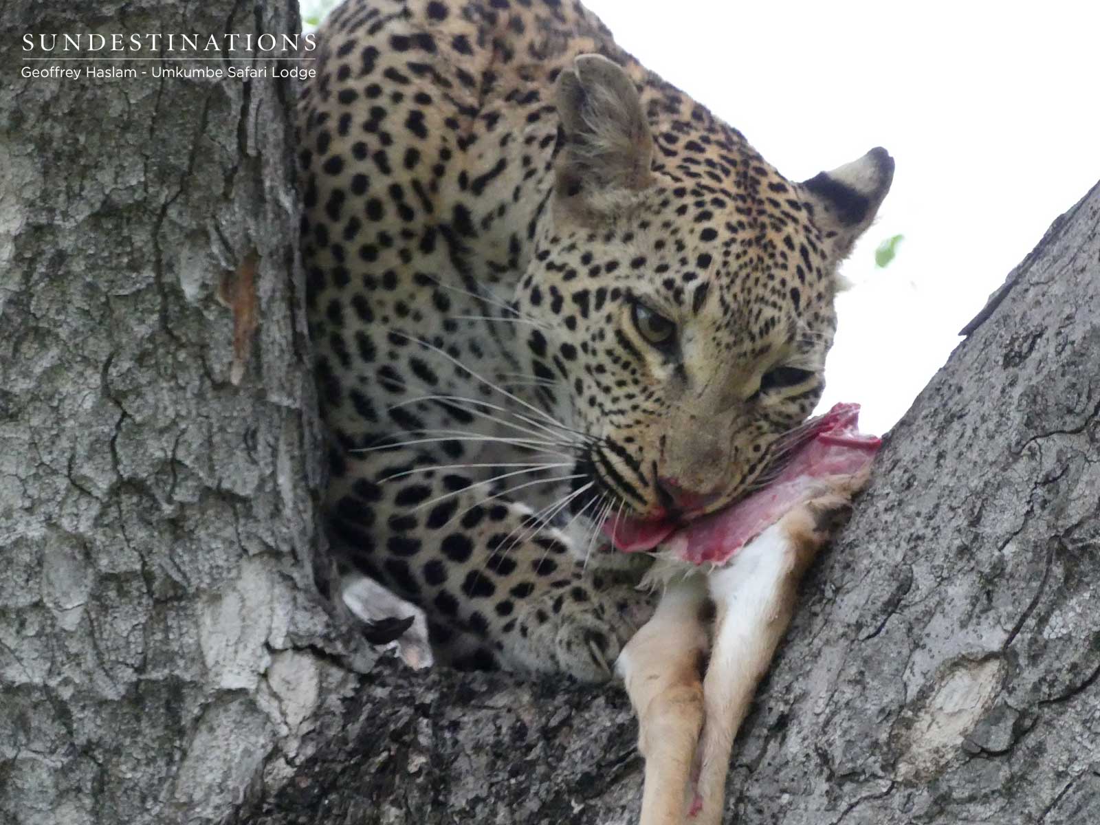Natumi Leopardess In Tree Natumi Leopardess In Tree
