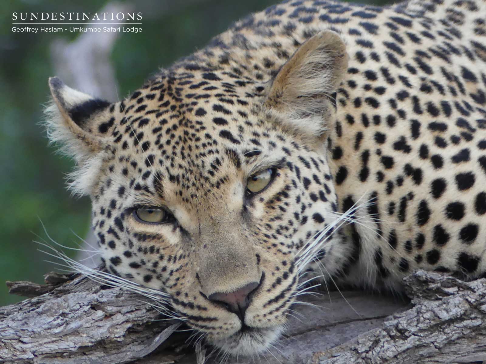 Natumi Leopardess in Tree Natumi Leopardess in Tree