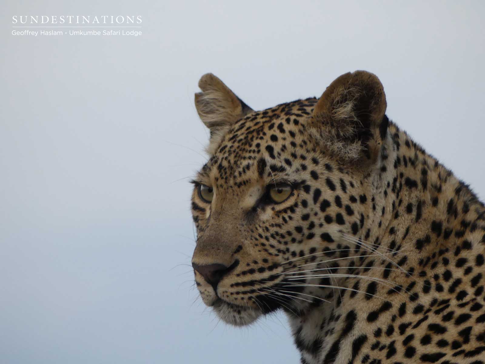 Sabi Sand Leopard - Natumi Sabi Sand Leopard - Natumi