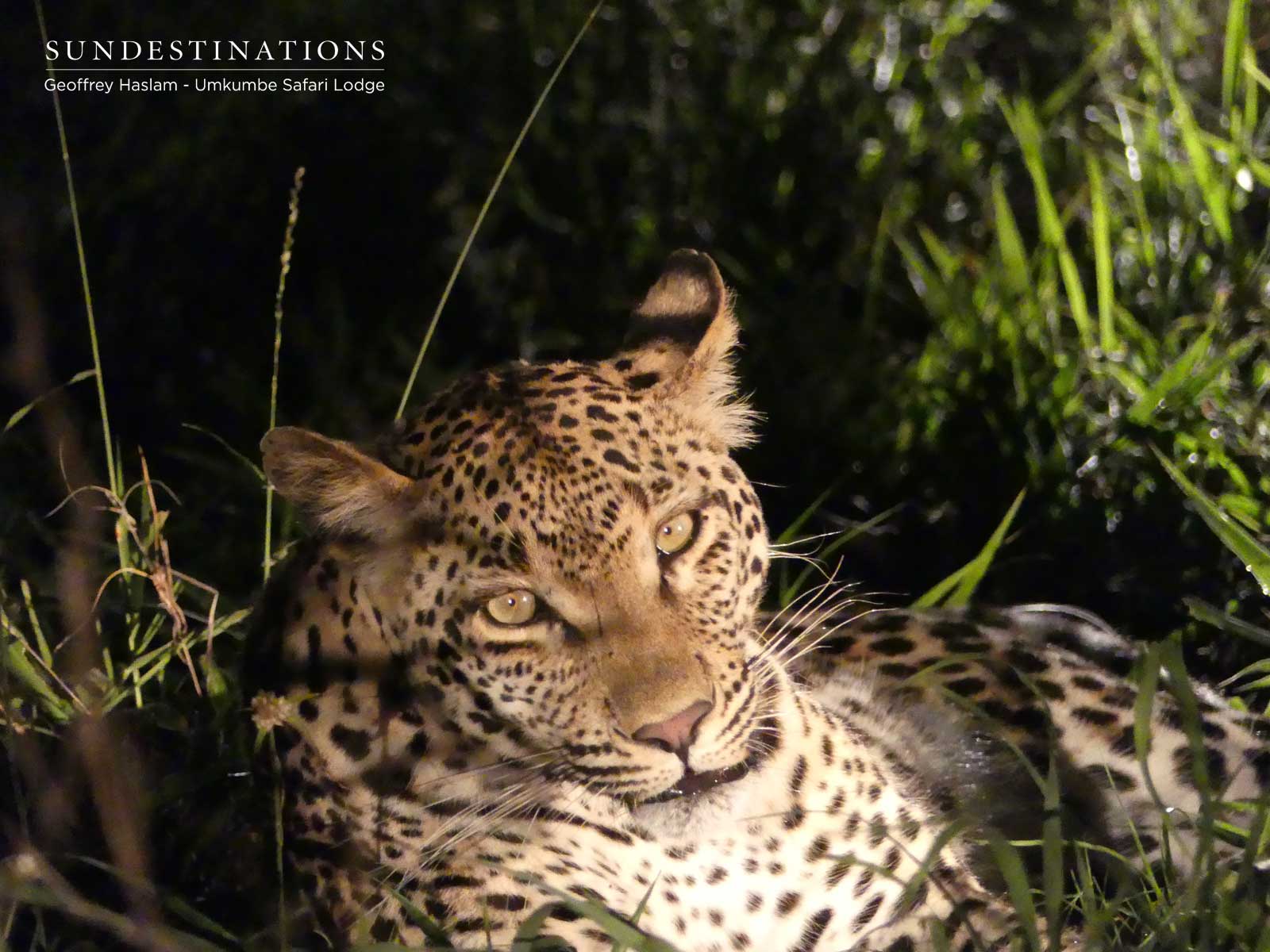 The Natumi Leopardess at Night The Natumi Leopardess at Night