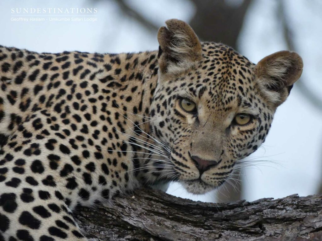 Natumi Sabi Sand Leopardess
