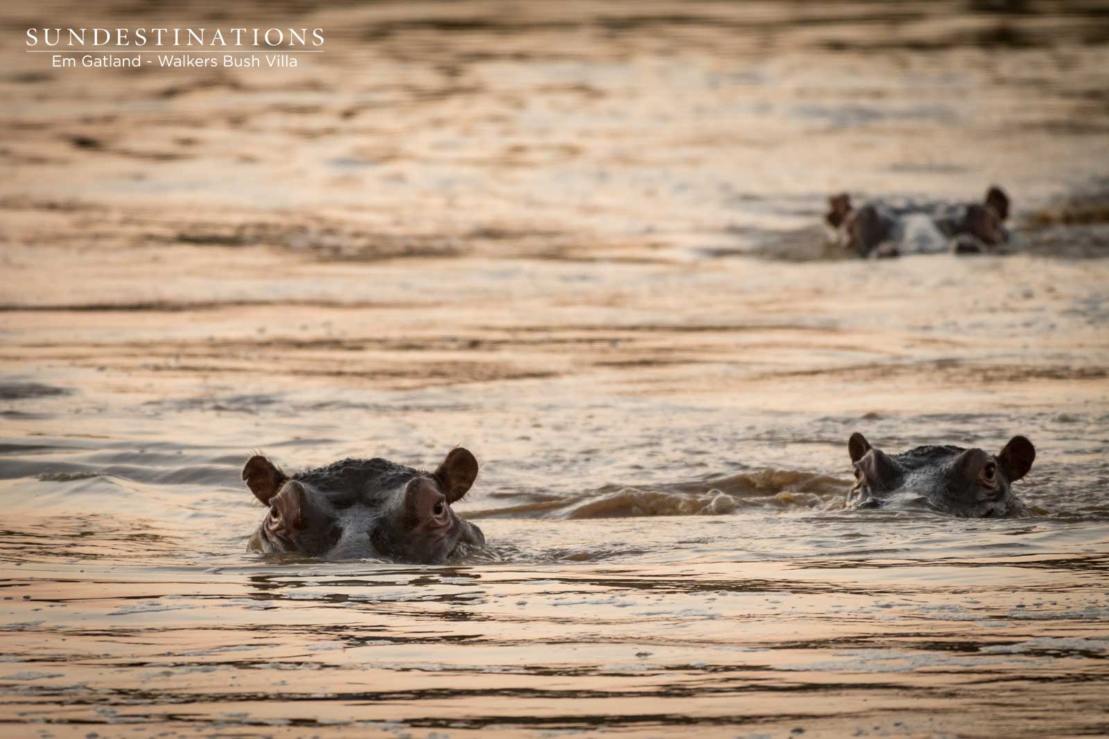 Walkers Bush Villa Hippo Walkers Bush Villa Hippo