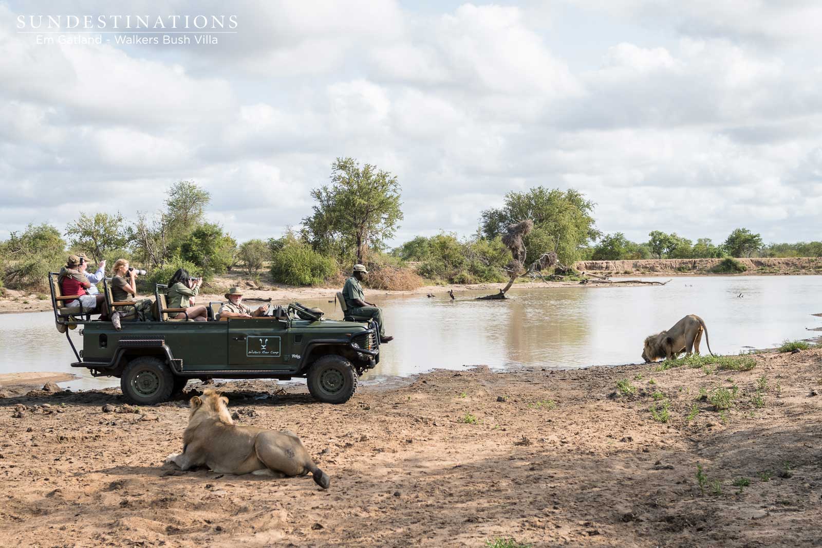 Timbavati Mbiri Lions Timbavati Mbiri Lions