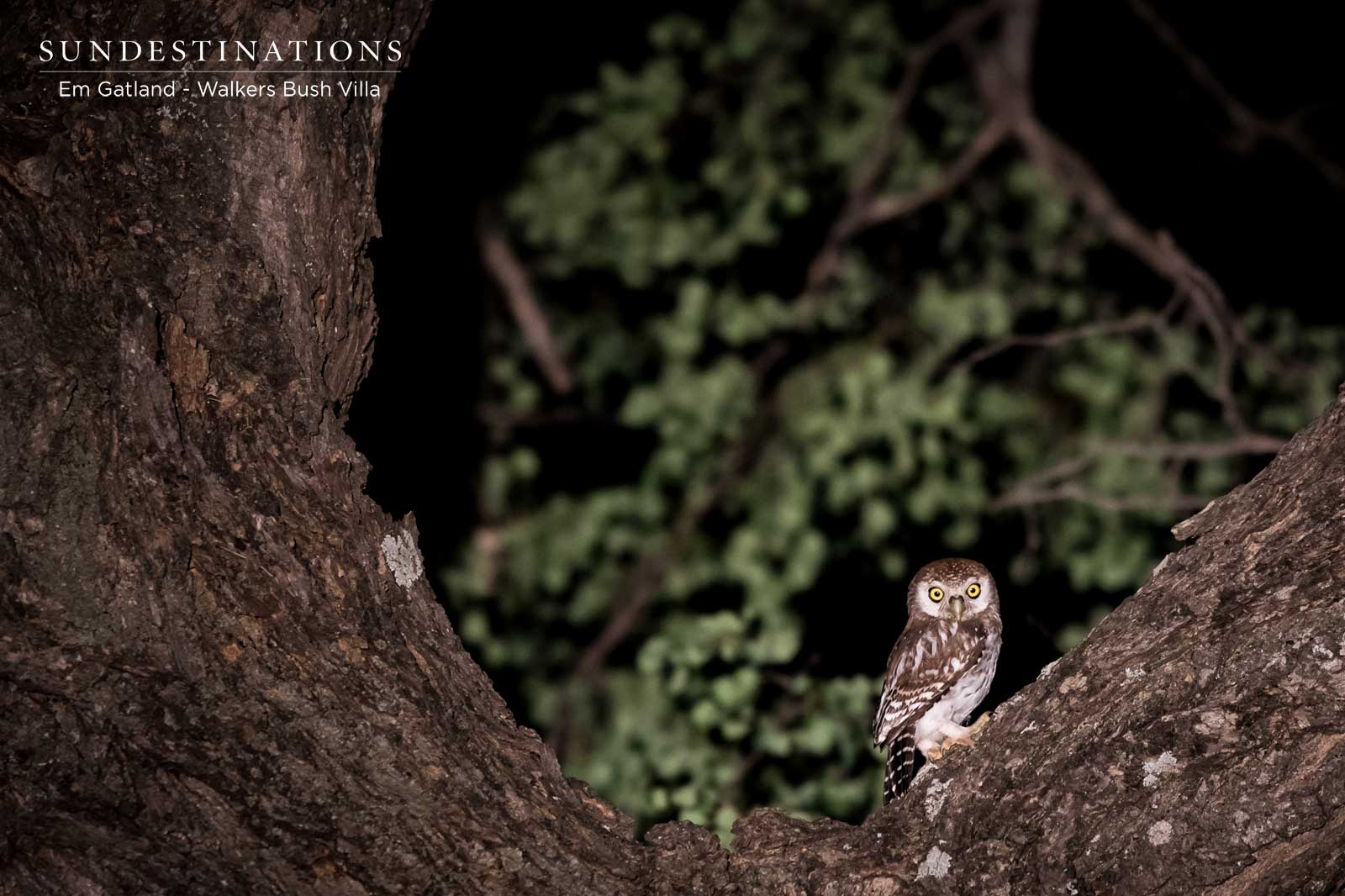 Walkers Pearl Spotted Owlet Walkers Pearl Spotted Owlet