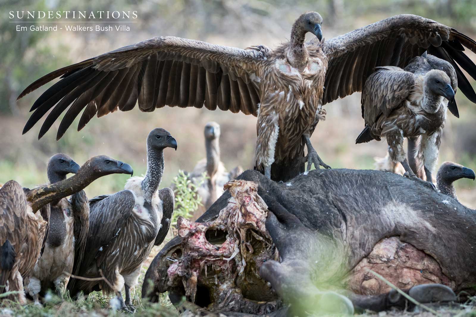 Walkers Kettle of Vultures Walkers Kettle of Vultures