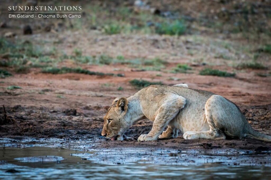 Chacma Lioness