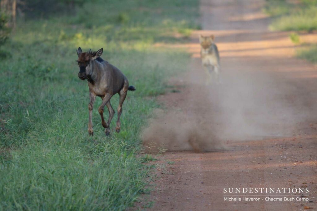Lioness Chases Wildebeest