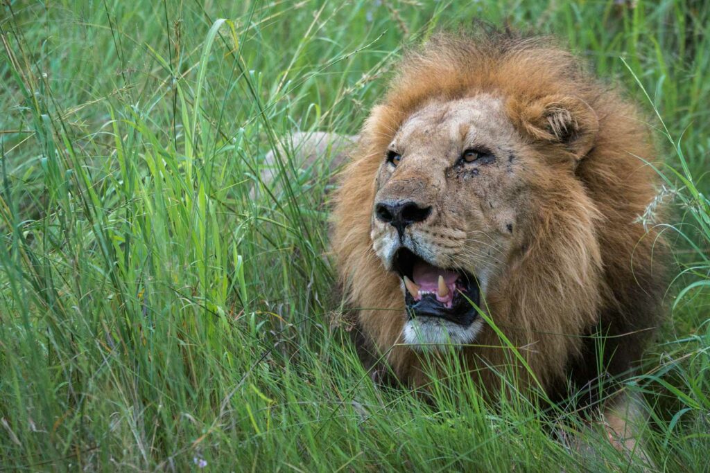 Motswiri Camp Lions in Long Grass
