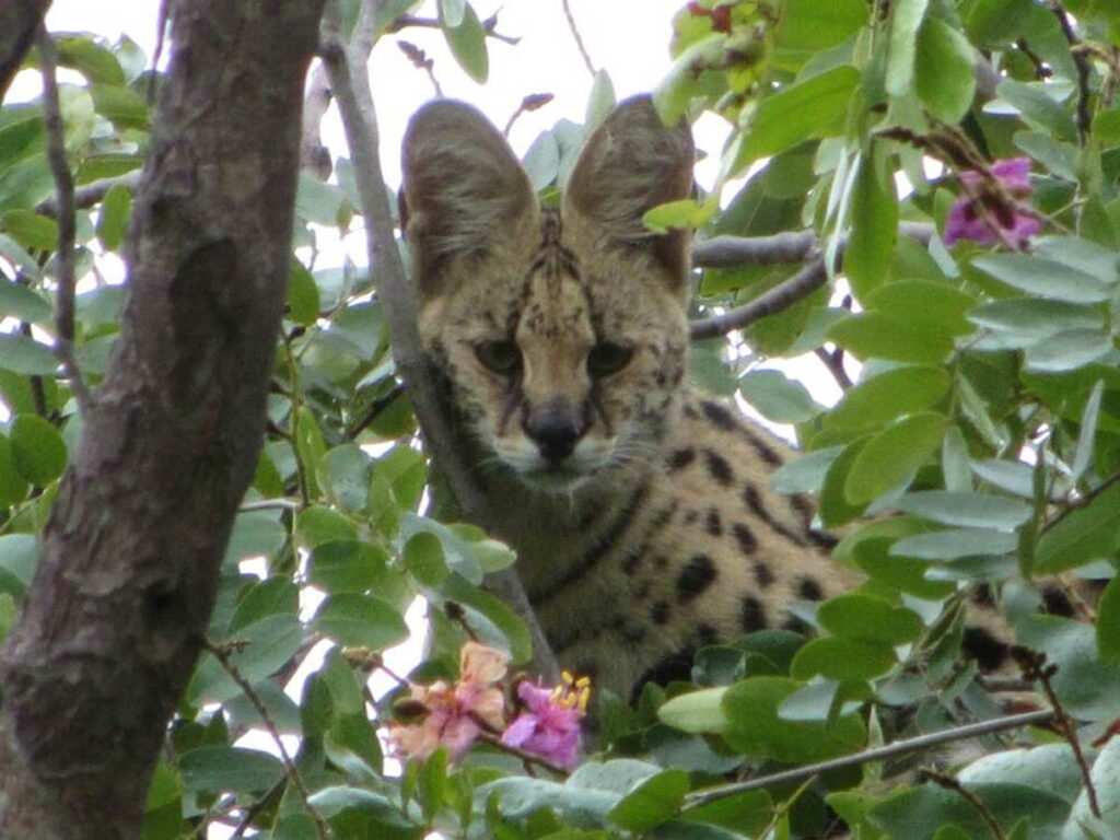 Serval Cat at RAW Botswana