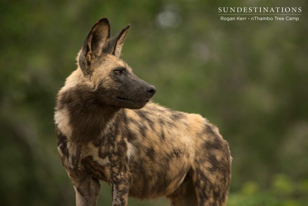 Wild Dogs nThambo and Africa on Foot