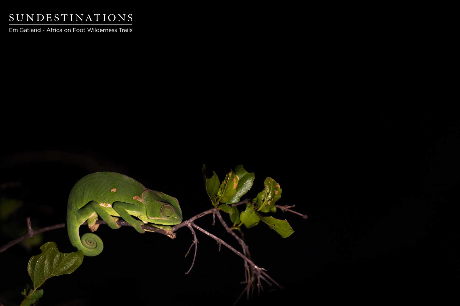 Africa on Foot Small Creatures Africa on Foot Small Creatures