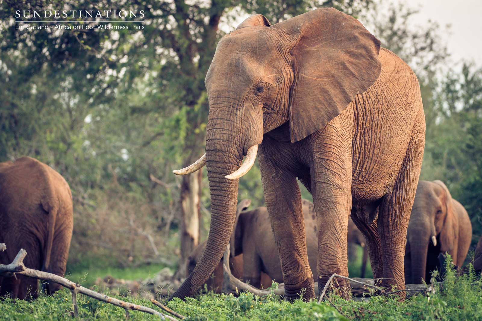 Africa on Foot Elephant in Wilderness Africa on Foot Elephant in Wilderness