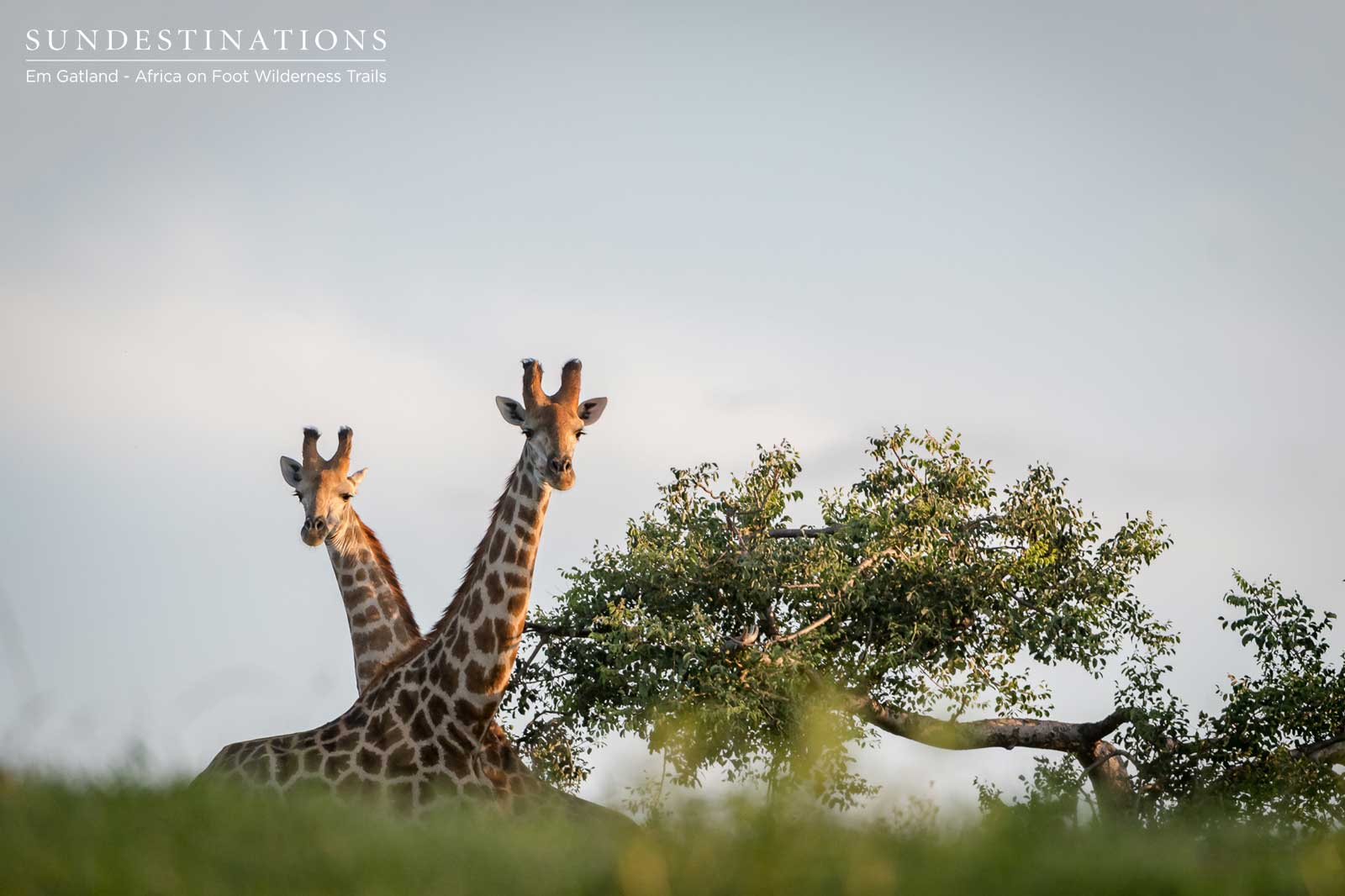Giraffe in the Maseke Game Reserve Giraffe in the Maseke Game Reserve