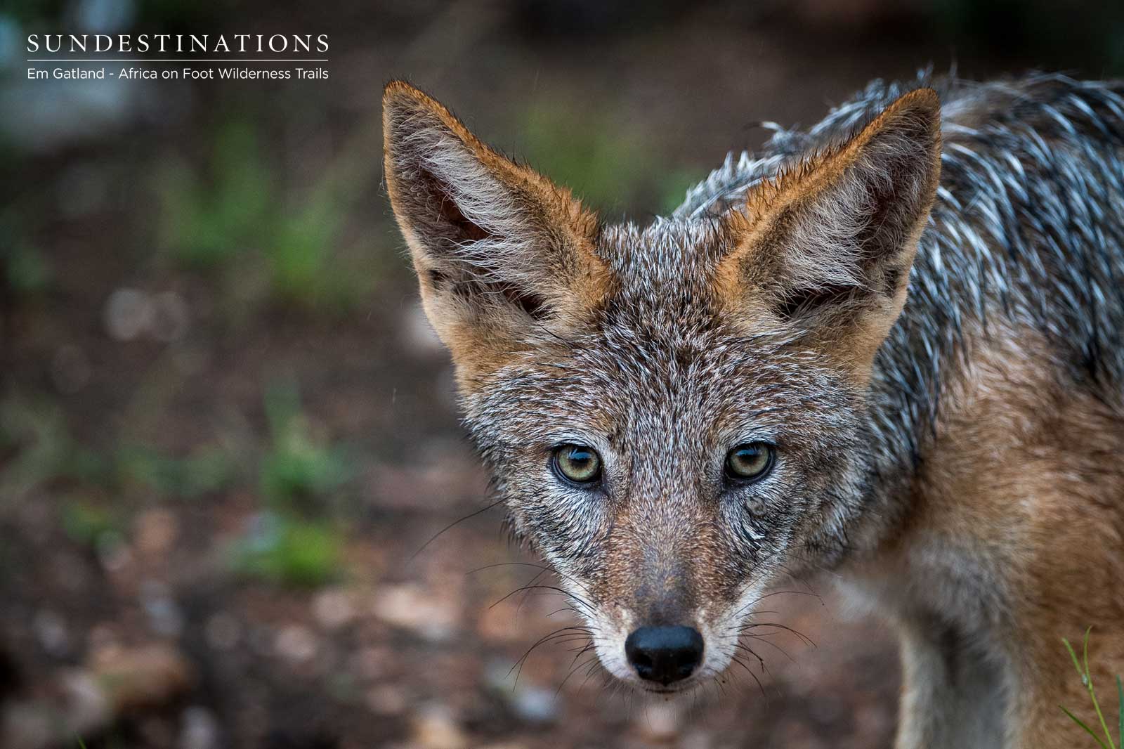 Jackals in the Maseke Game Reserve Jackals in the Maseke Game Reserve