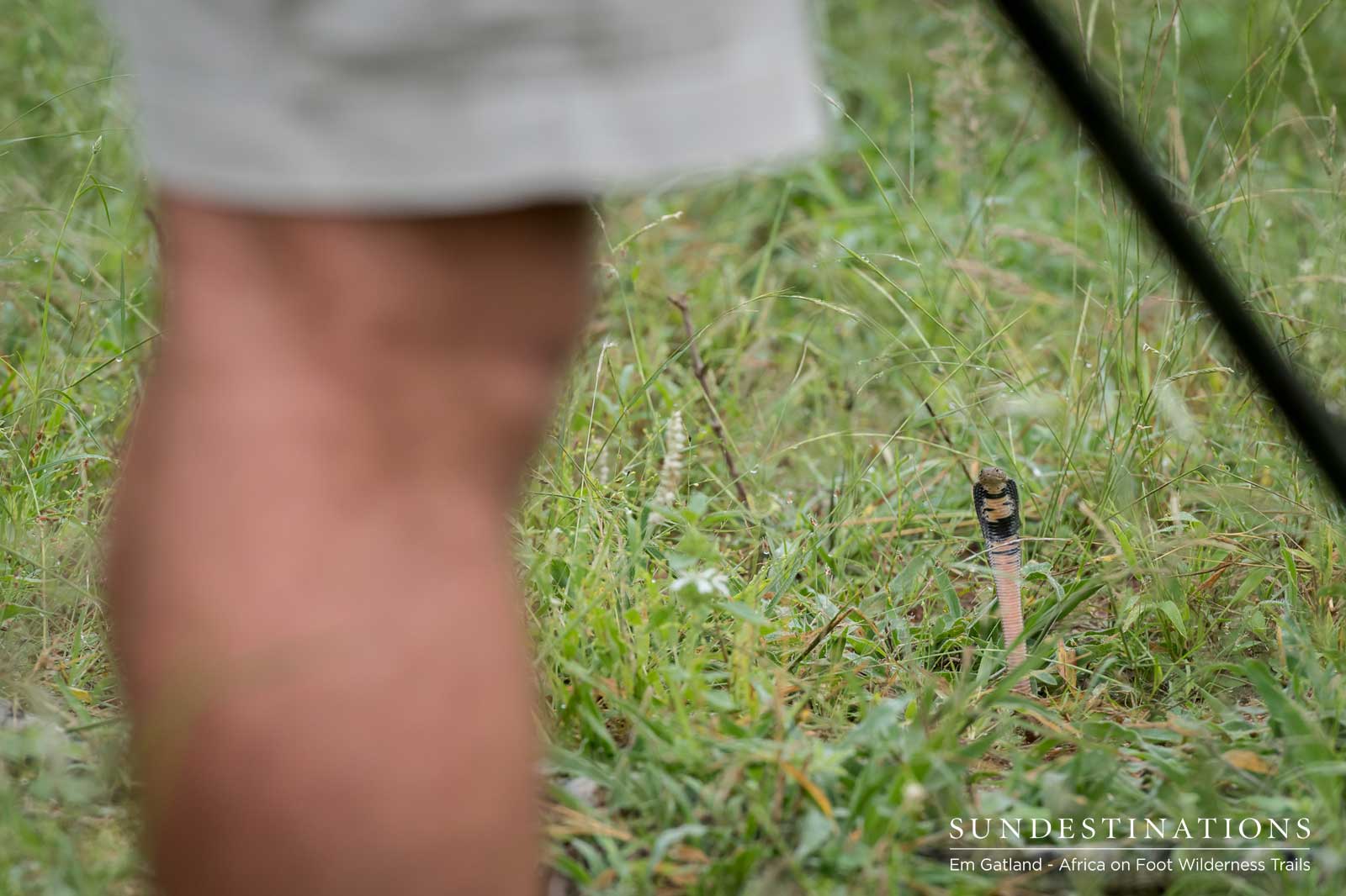 Mozambique Spitting Cobra Walking Trails Mozambique Spitting Cobra Walking Trails