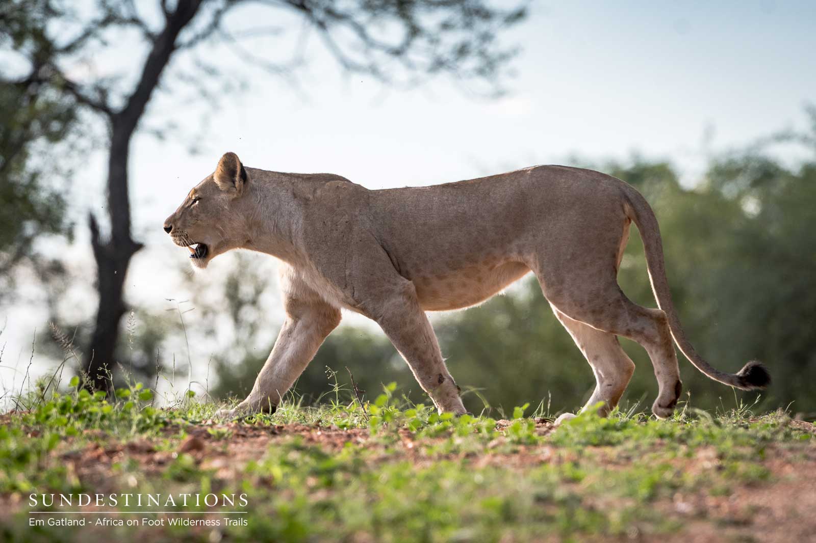 Lions in Maseke Game Reserve Lions in Maseke Game Reserve
