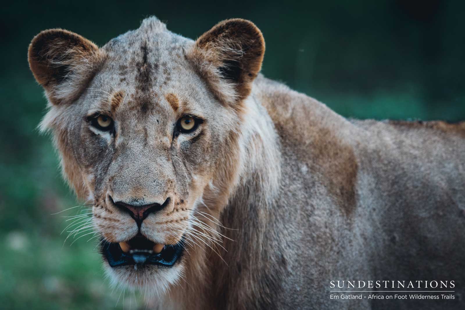 Africa On Foot Lions Africa On Foot Lions