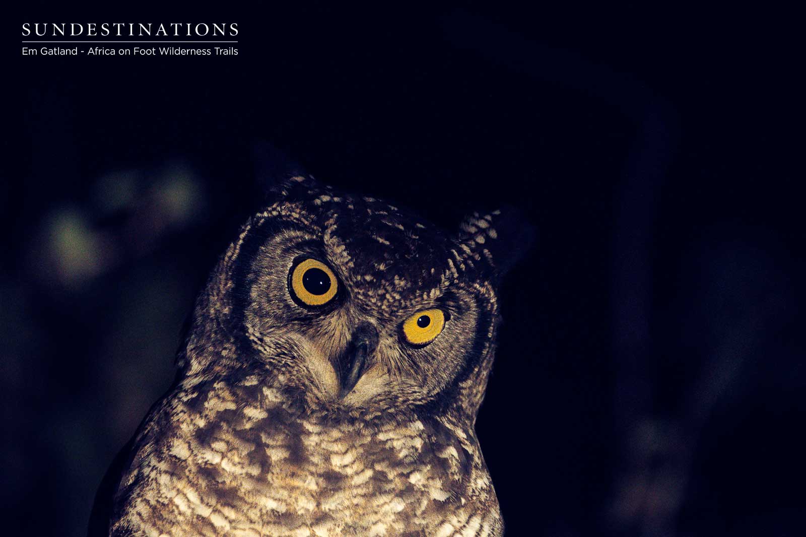 Owl on Africa on Foot Trails Owl on Africa on Foot Trails