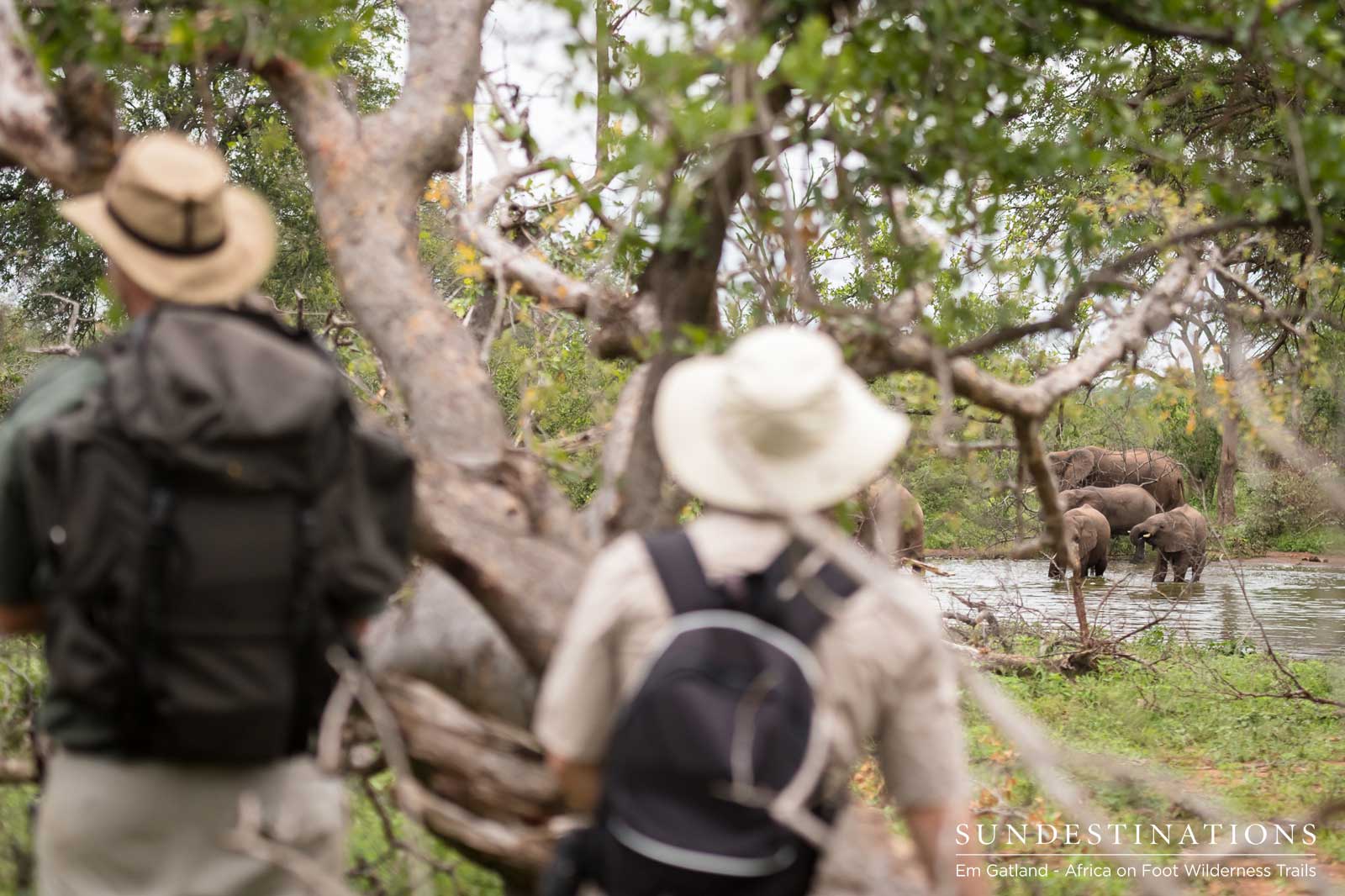 Africa on Foot Observing Elephants Africa on Foot Observing Elephants