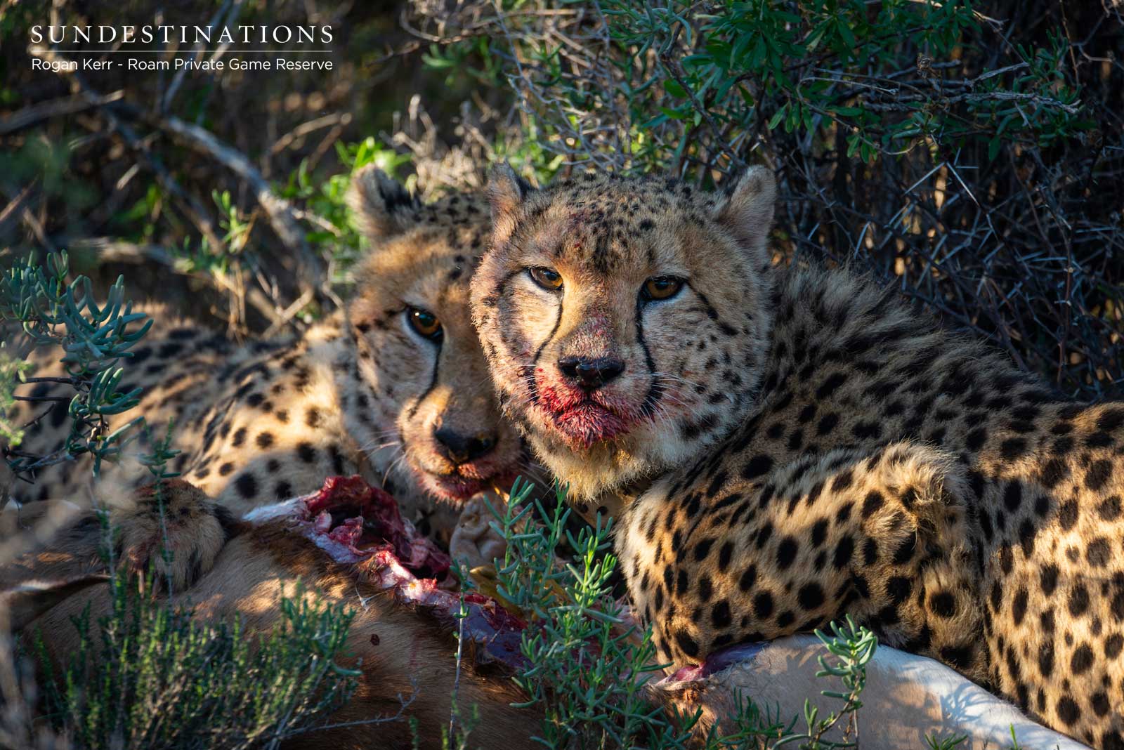 Cheetah Feeding Frenazy Cheetah Feeding Frenazy